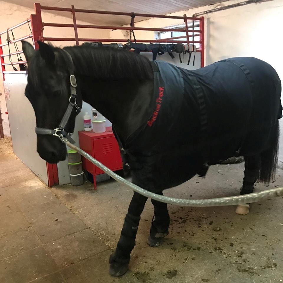 New Forest Lundemarksgårds Prada - Dejlige lille fis på staldgangen.. vil have godbidder :)  billede 16