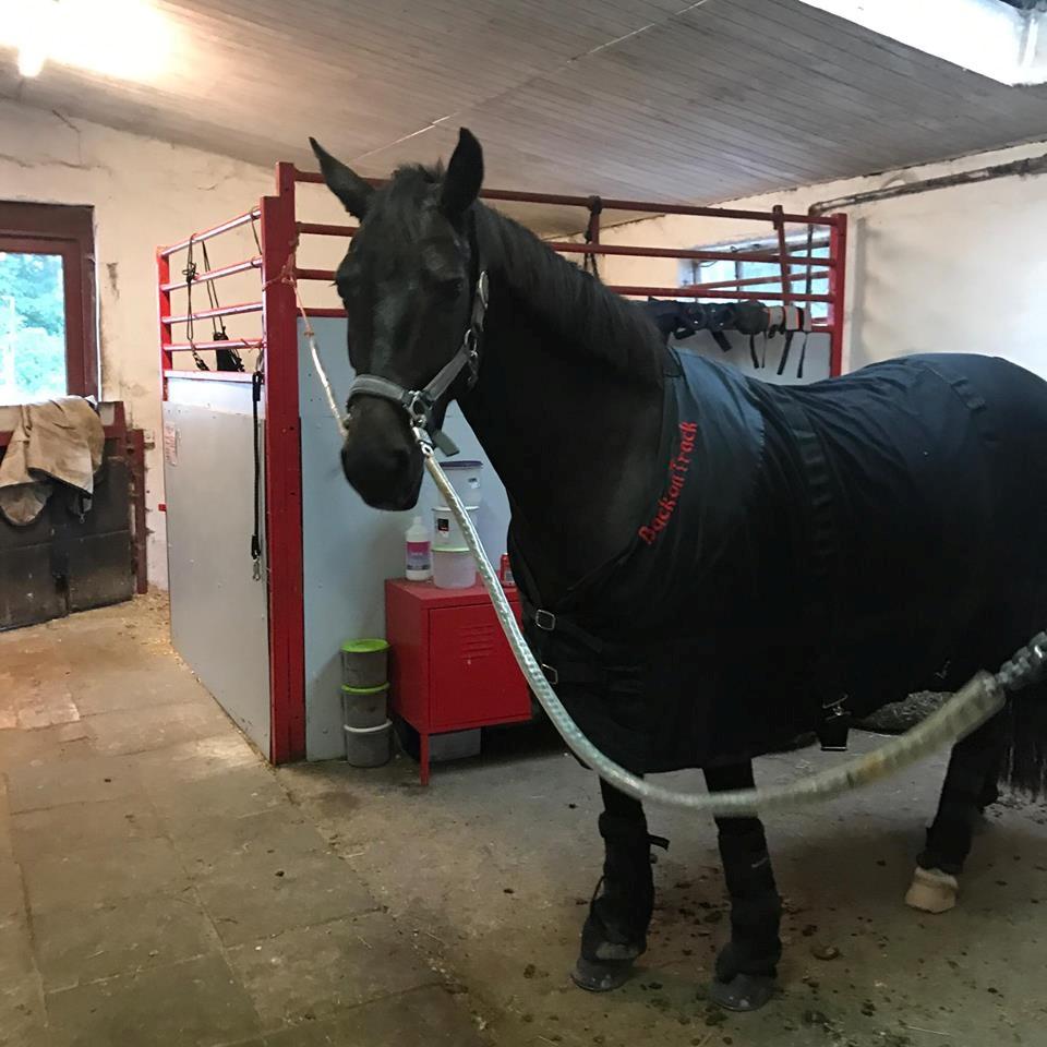 New Forest Lundemarksgårds Prada - Back on track tøsen :)  billede 17