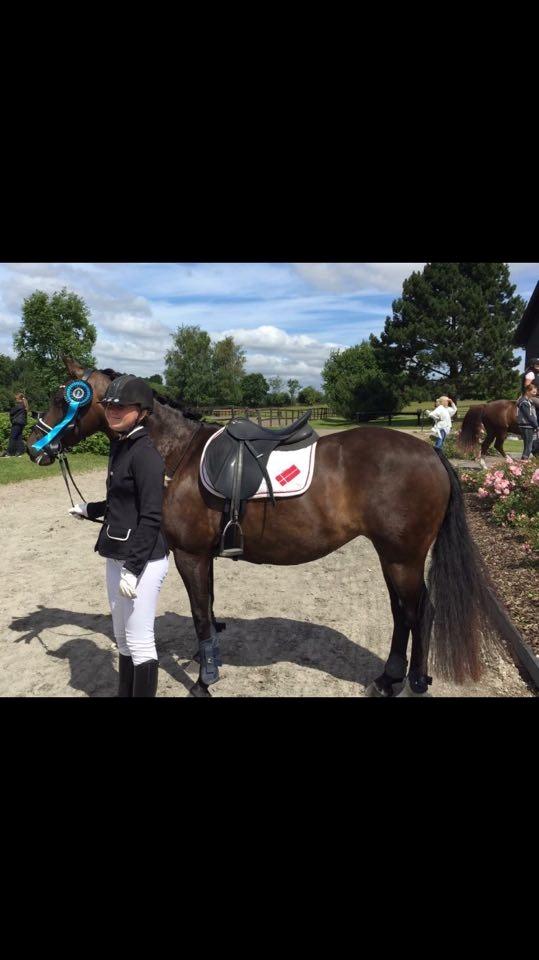 New Forest Lundemarksgårds Prada - NSR stævne, Prada og Victoria.  billede 19