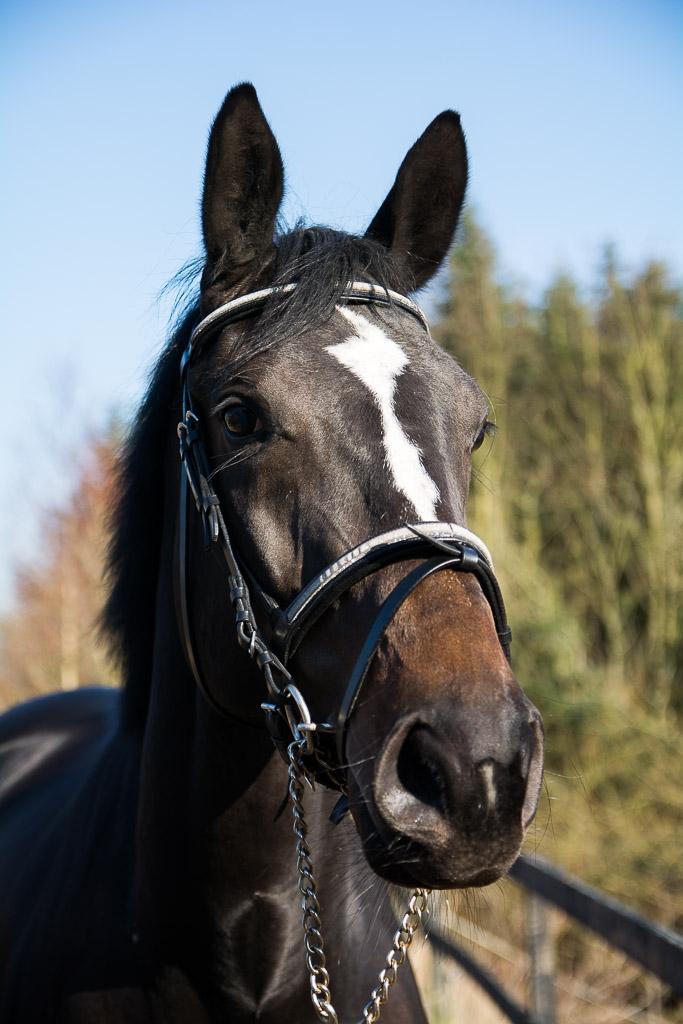 Trakehner Mardeleine billede 10