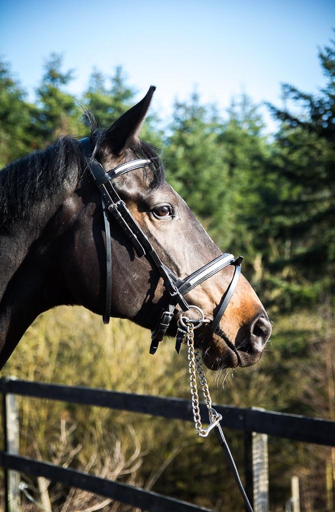 Trakehner Mardeleine billede 1