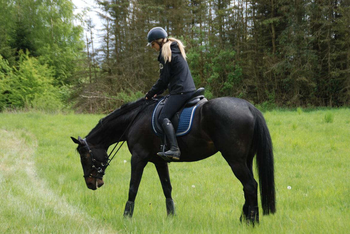 Trakehner Mardeleine billede 12