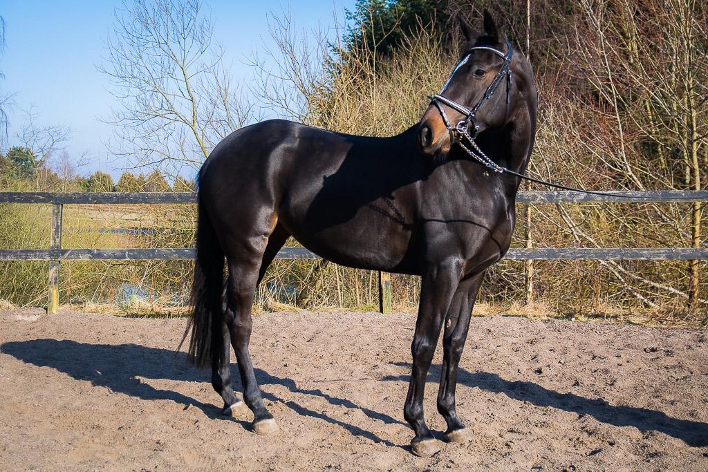 Trakehner Mardeleine billede 13