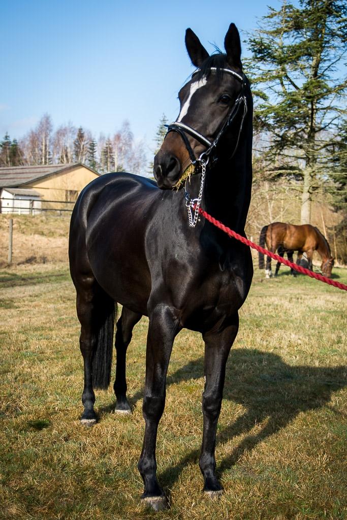 Trakehner Mardeleine billede 15