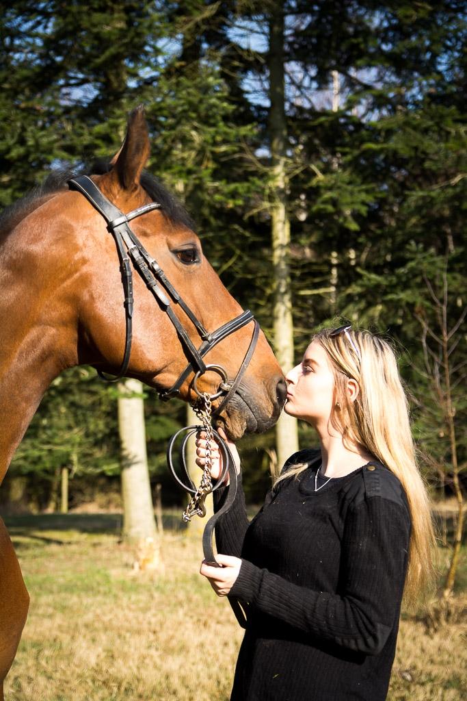 Dansk Varmblod Mayol billede 3