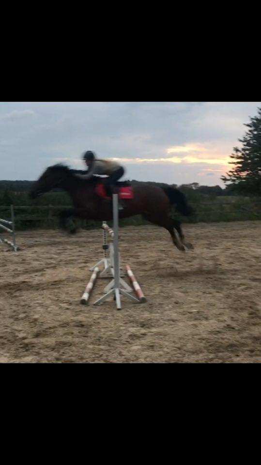 Dansk Varmblod Mayol - billede fra 2017 springtræning, 110cm  billede 8