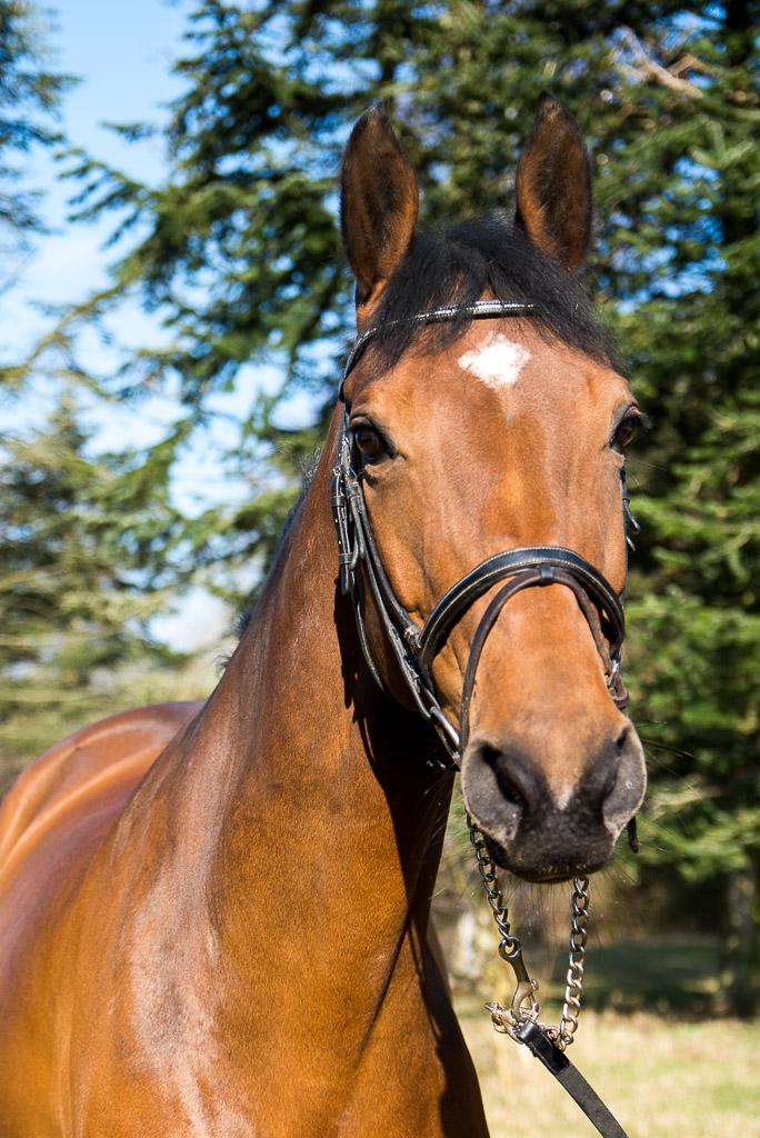 Dansk Varmblod Mayol billede 1