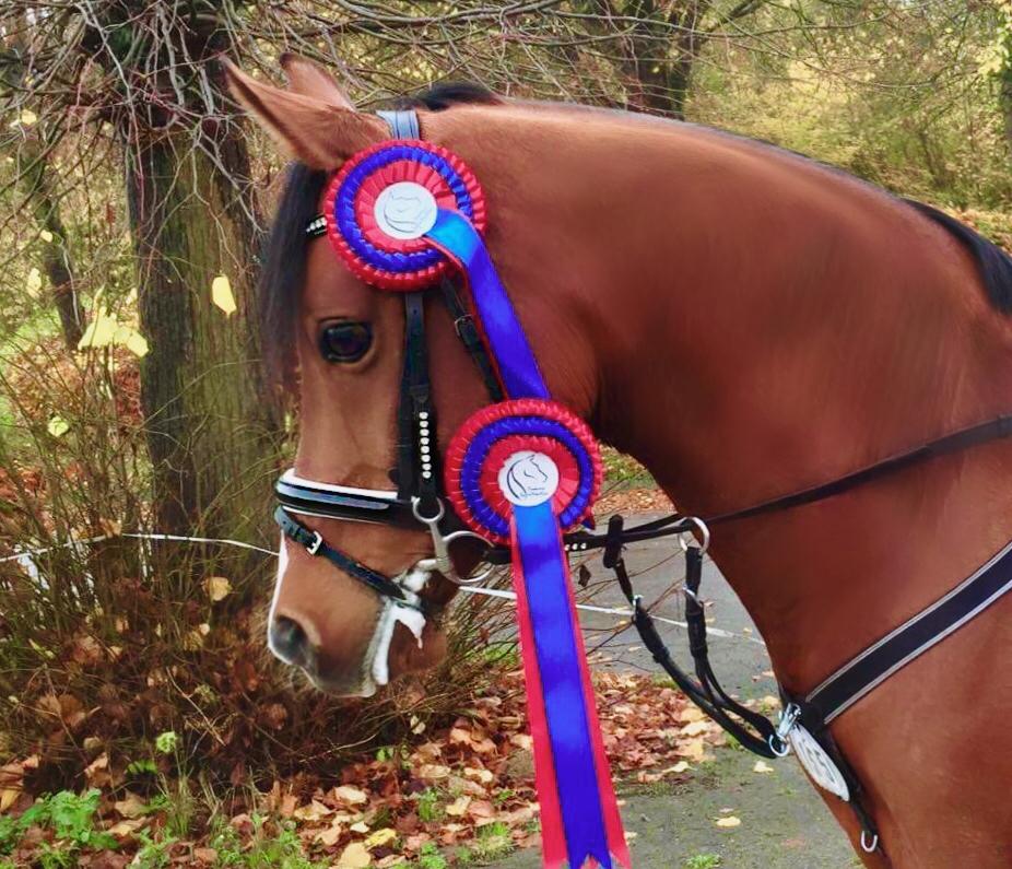 Arabisk fuldblod (OX) RAINMANN OX  billede 7