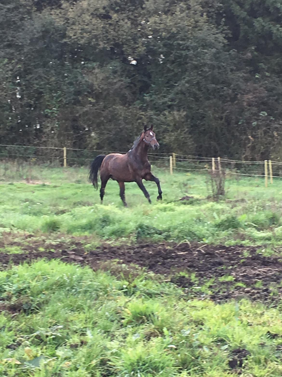 Anden særlig race Magic billede 9