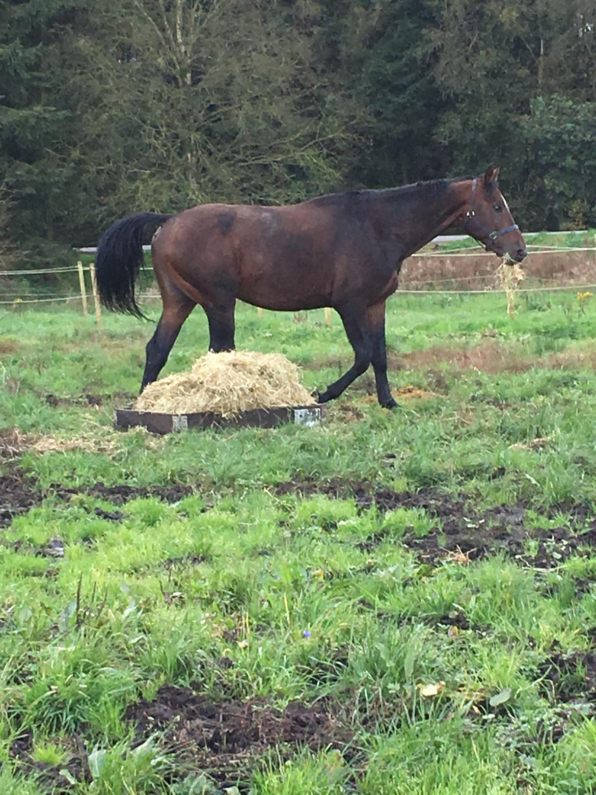Anden særlig race Magic billede 12