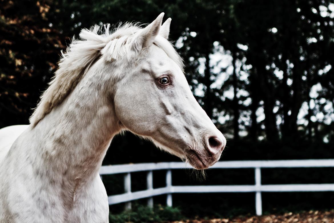 Palomino Moonhaze Silver Spiral billede 1