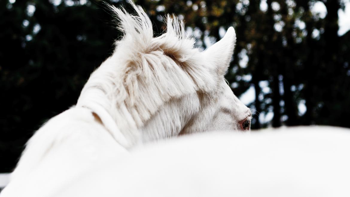 Palomino Moonhaze Silver Spiral billede 20