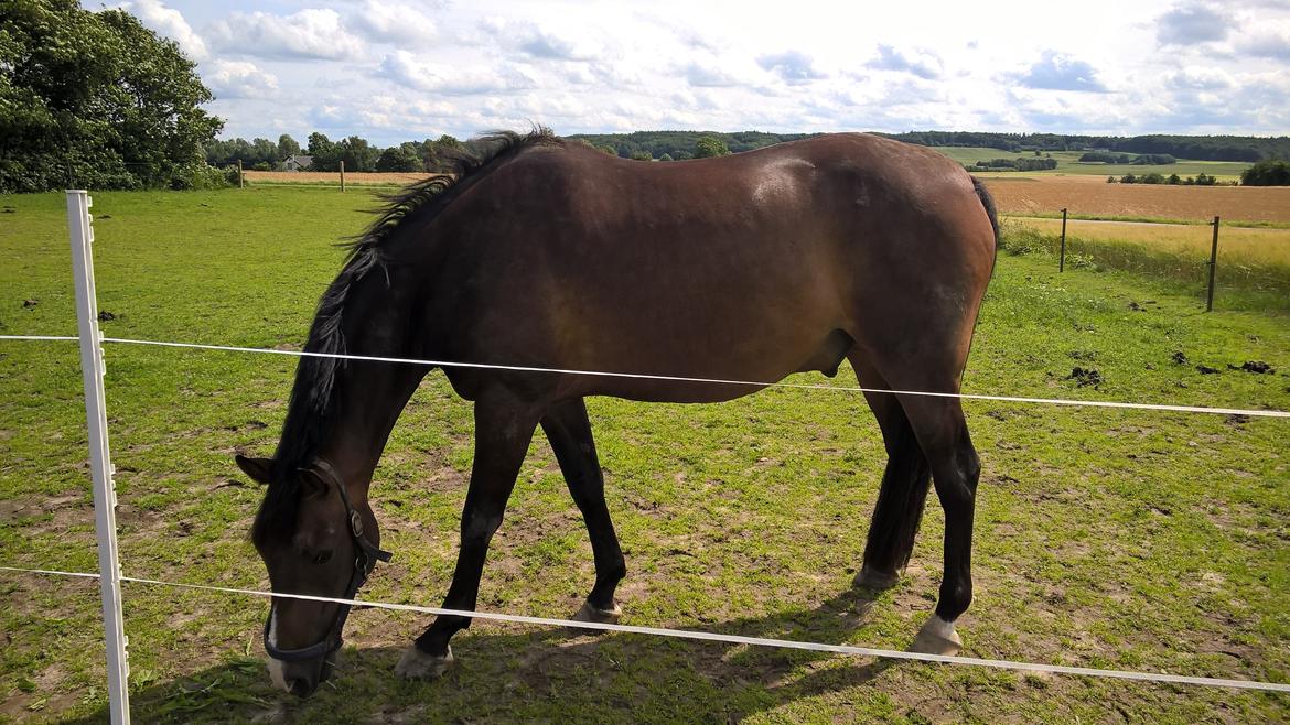 Palomino Klosterhedens zalut billede 2