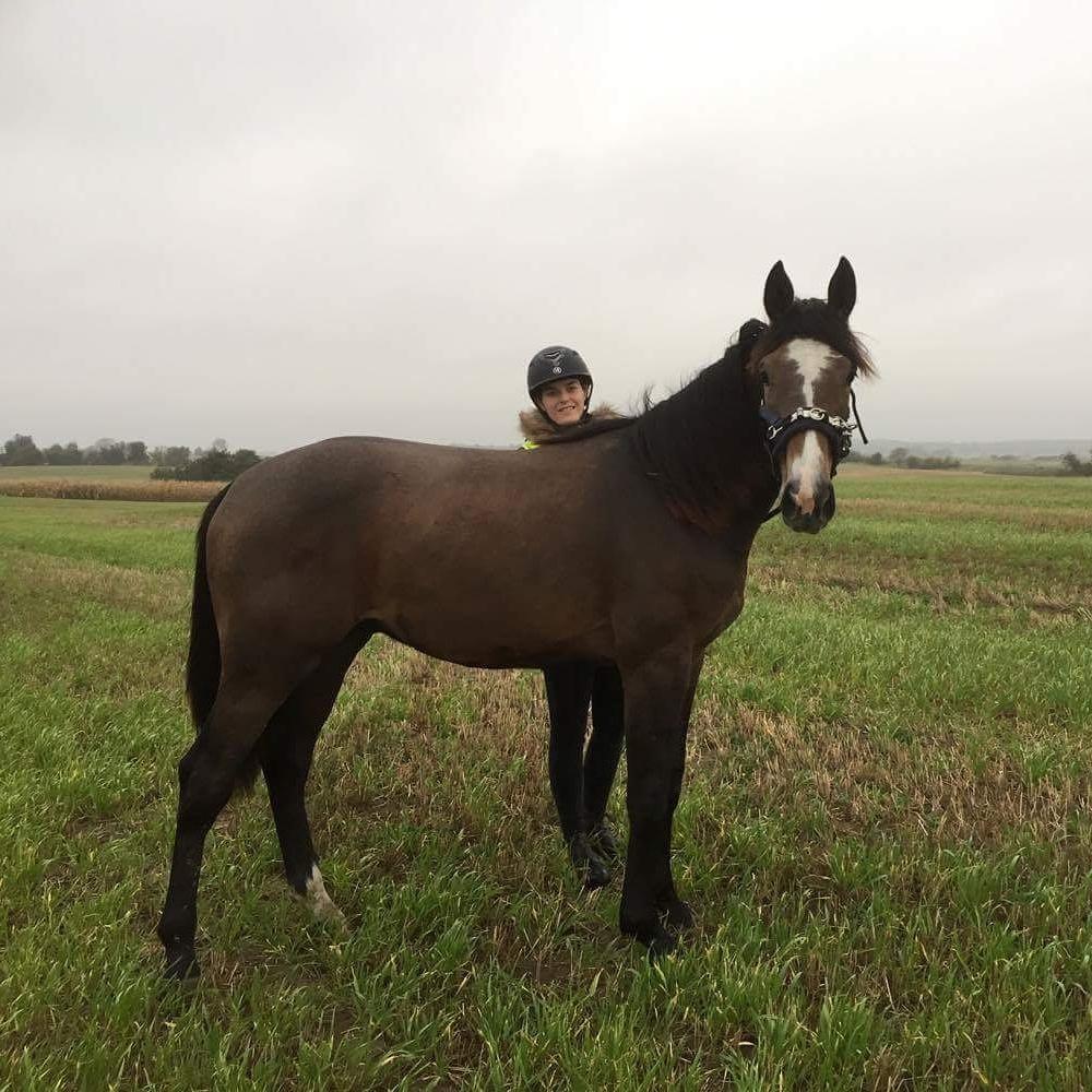 Hannoveraner Leverano billede 15