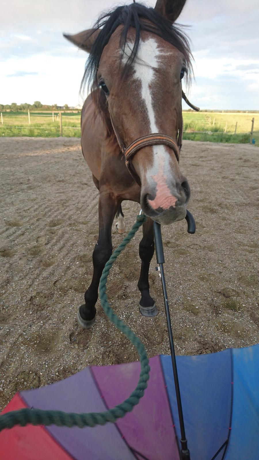 Hannoveraner Leverano billede 16