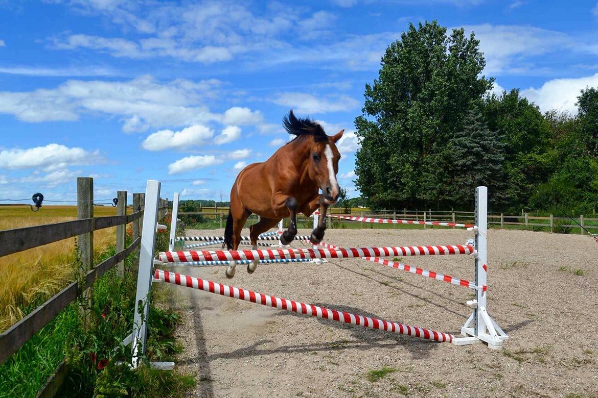 Anden særlig race Scarlett Summer billede 2