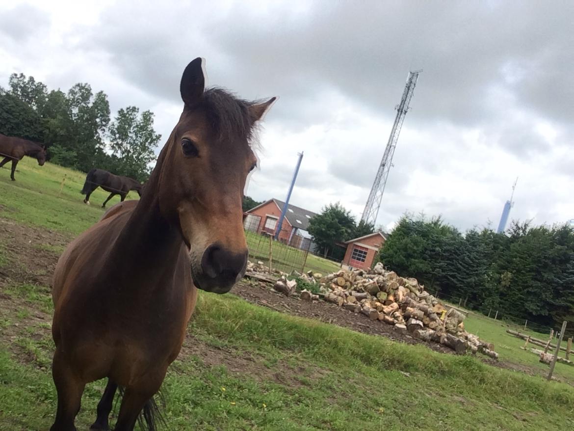 Anden særlig race Diva billede 13