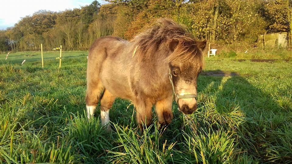 Shetlænder Veldt's Walando - D. 23/10-2017 billede 1