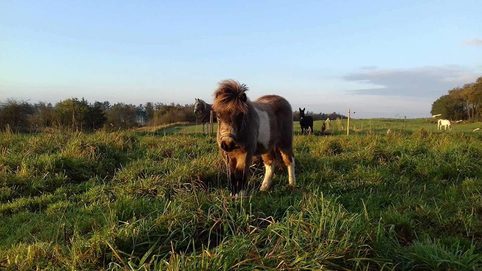 Shetlænder Veldt's Walando - D. 23/10-2017 billede 2