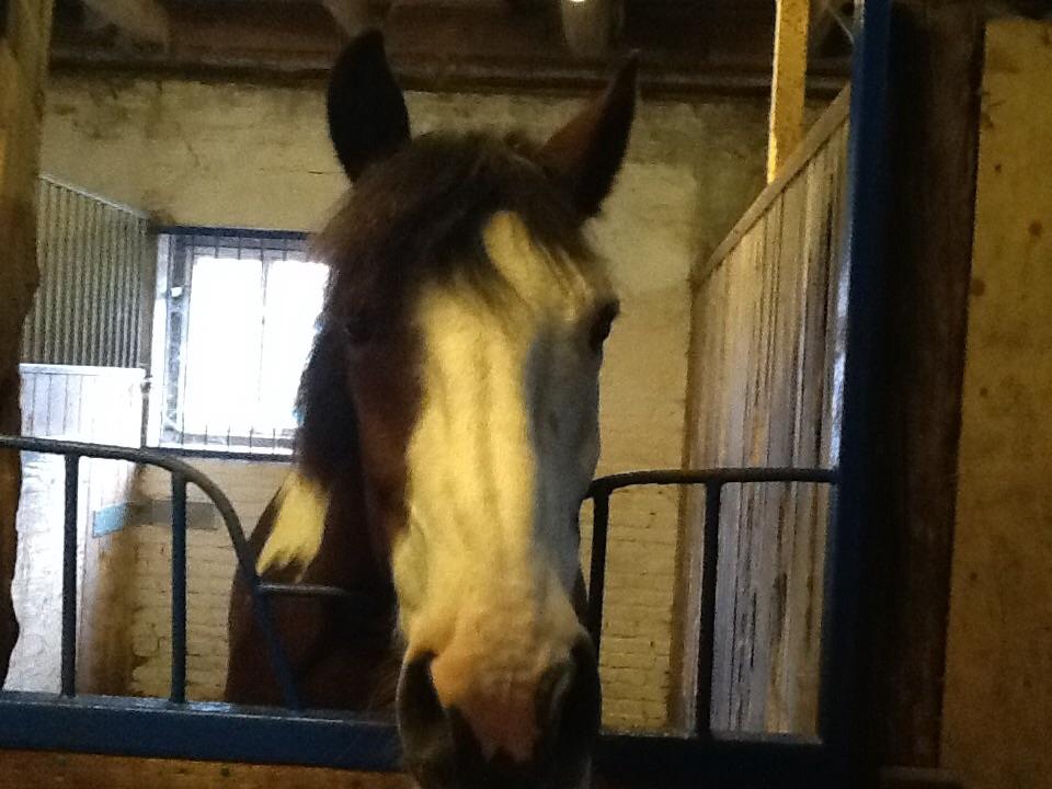 Anden særlig race Aladdin billede 1