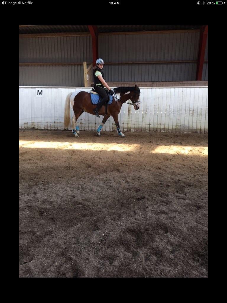 Anden særlig race Aladdin billede 3