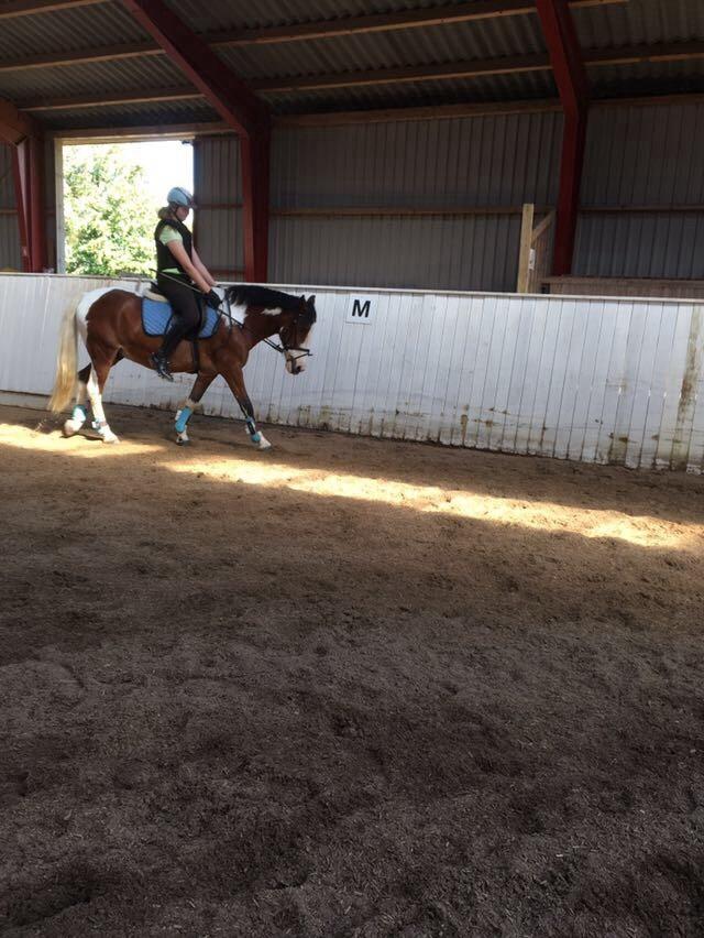 Anden særlig race Aladdin billede 4