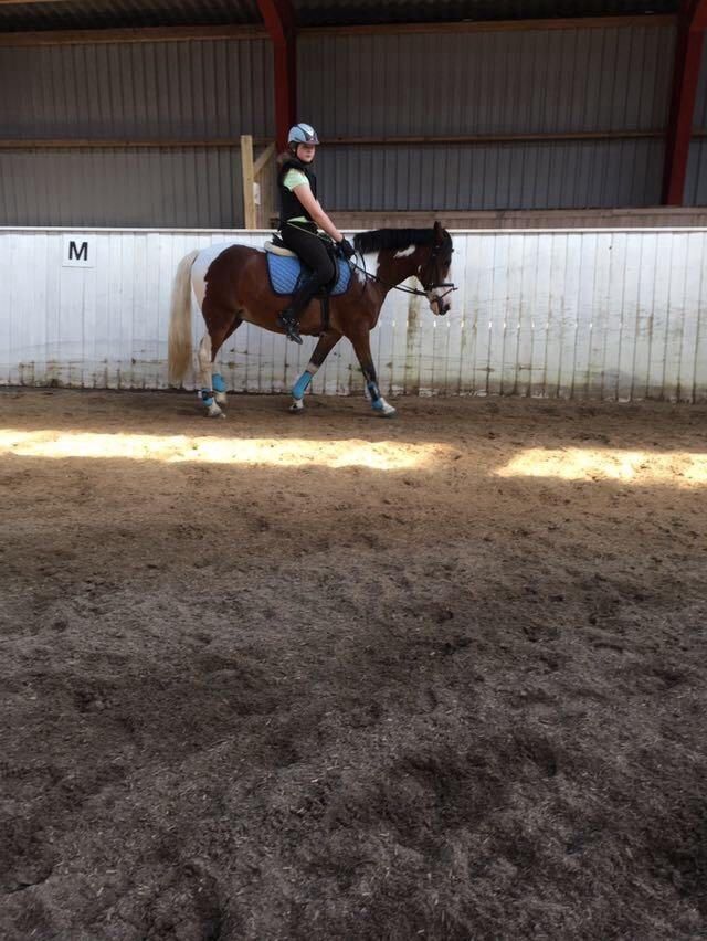 Anden særlig race Aladdin billede 5