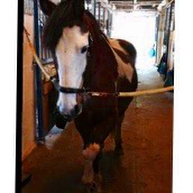 Anden særlig race Aladdin billede 7