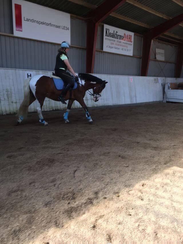 Anden særlig race Aladdin billede 6