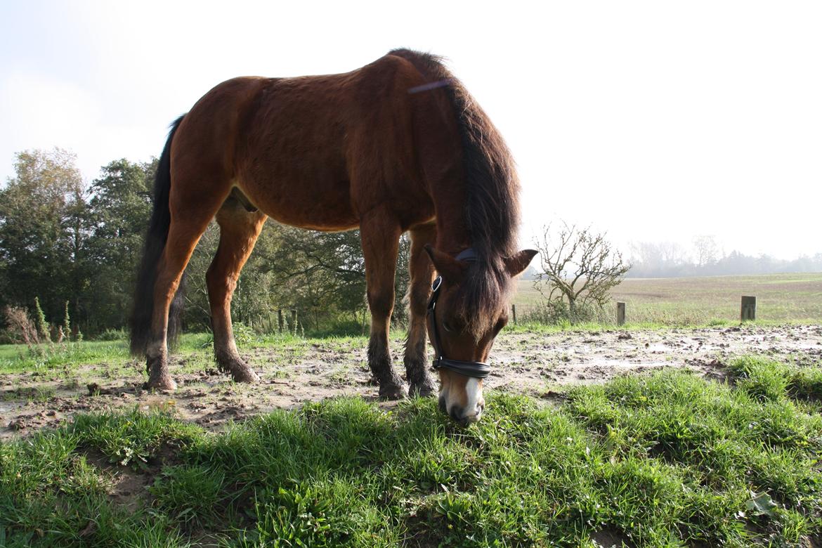 New Forest Poppelgårdens L'uno (aka Luno) [lånehest] billede 15