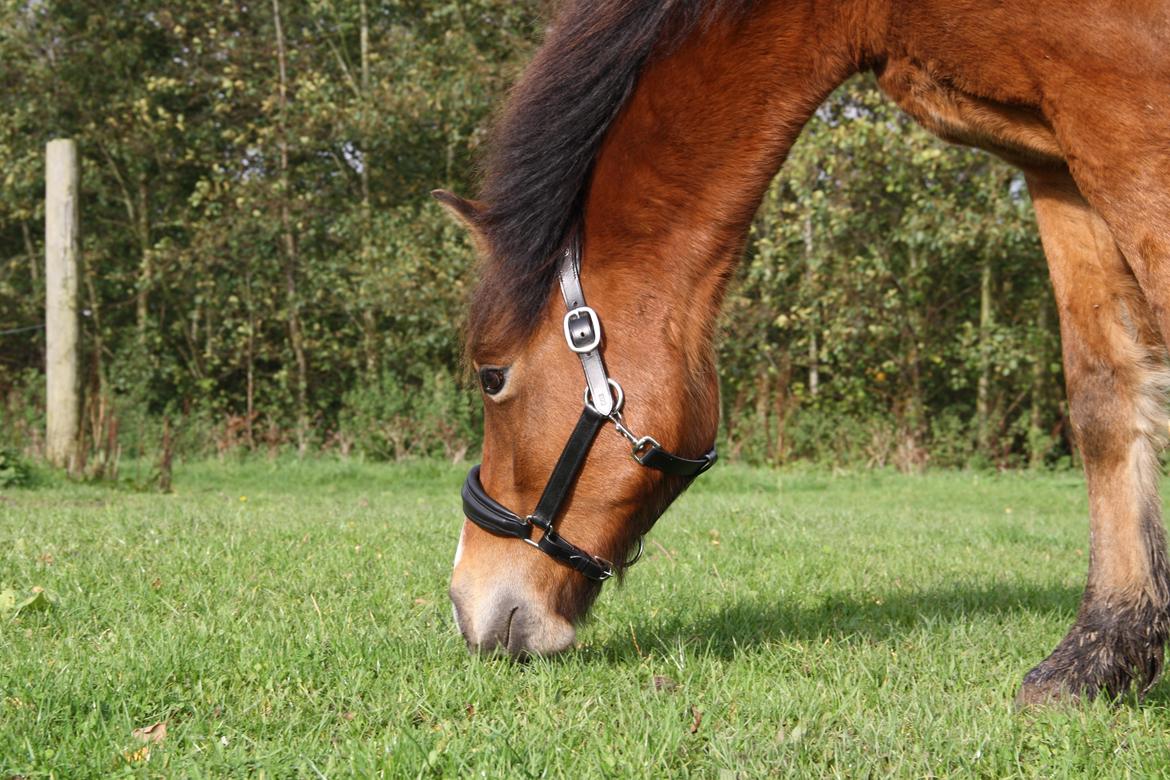 New Forest Poppelgårdens L'uno (aka Luno) [lånehest] billede 16