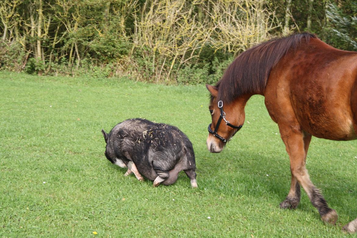 New Forest Poppelgårdens L'uno (aka Luno) [lånehest] - Luno på grissejagt billede 17