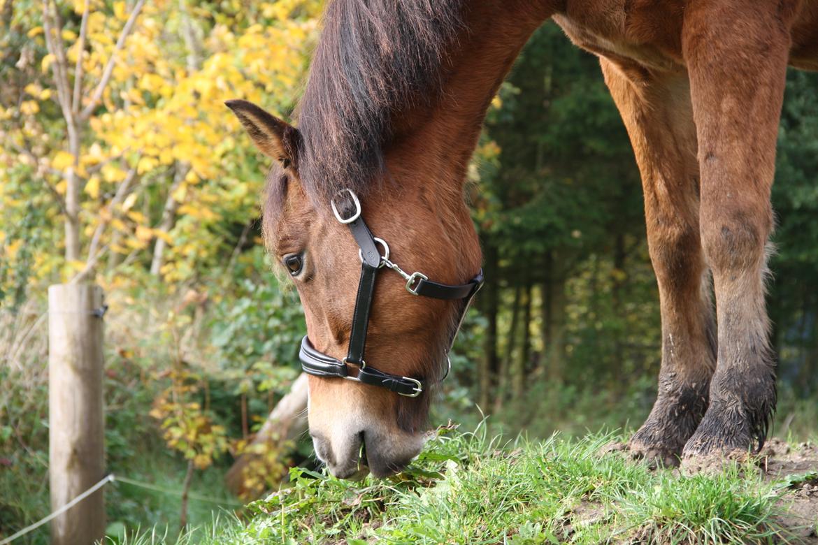 New Forest Poppelgårdens L'uno (aka Luno) [lånehest] - I det smukkeste efterårslys <3 billede 2