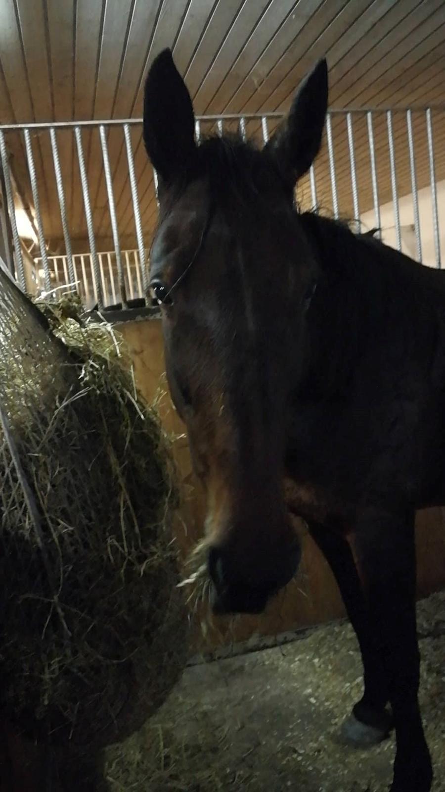 Anden særlig race Sacha  billede 7