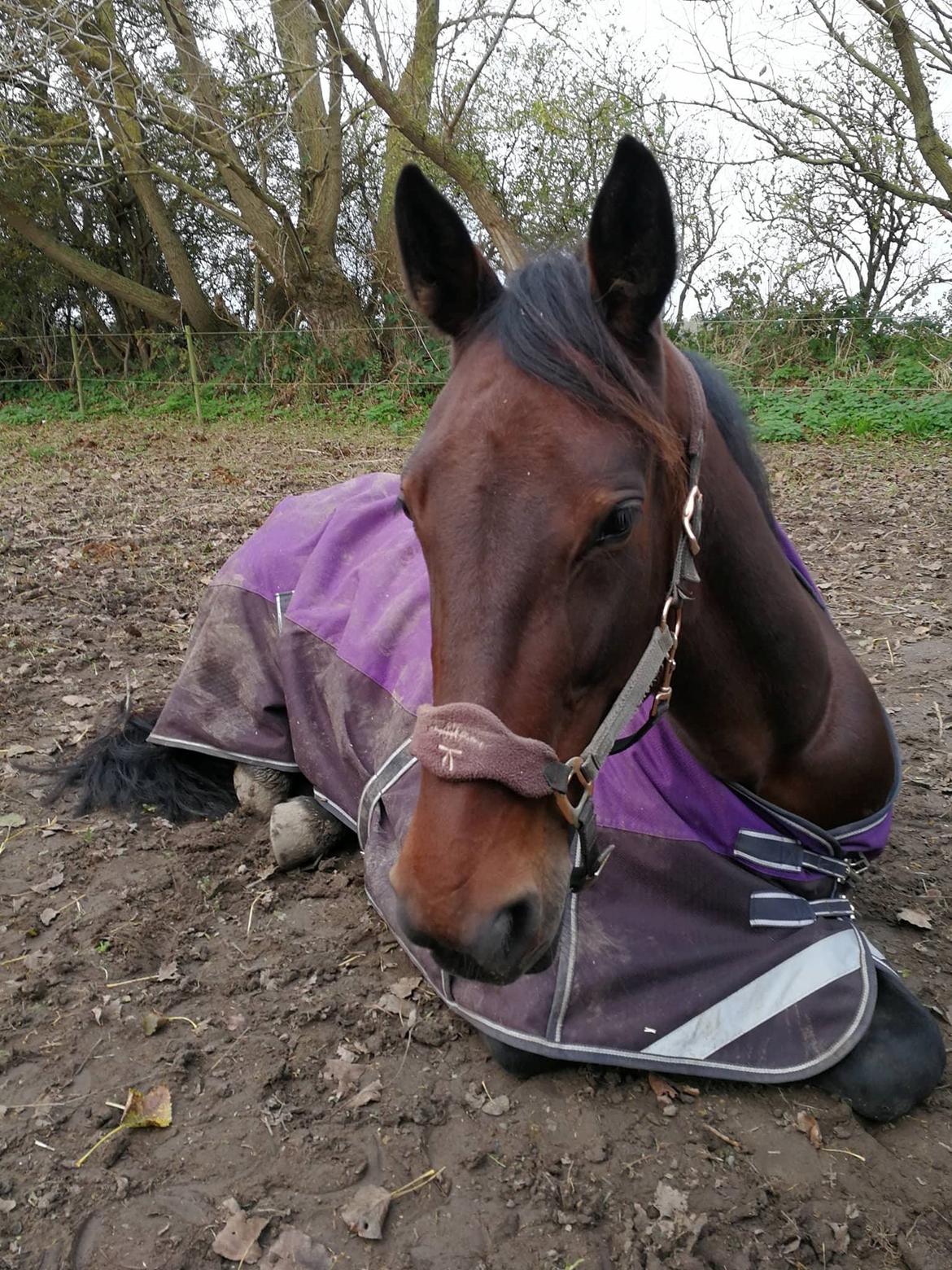 Anden særlig race Sacha  billede 18