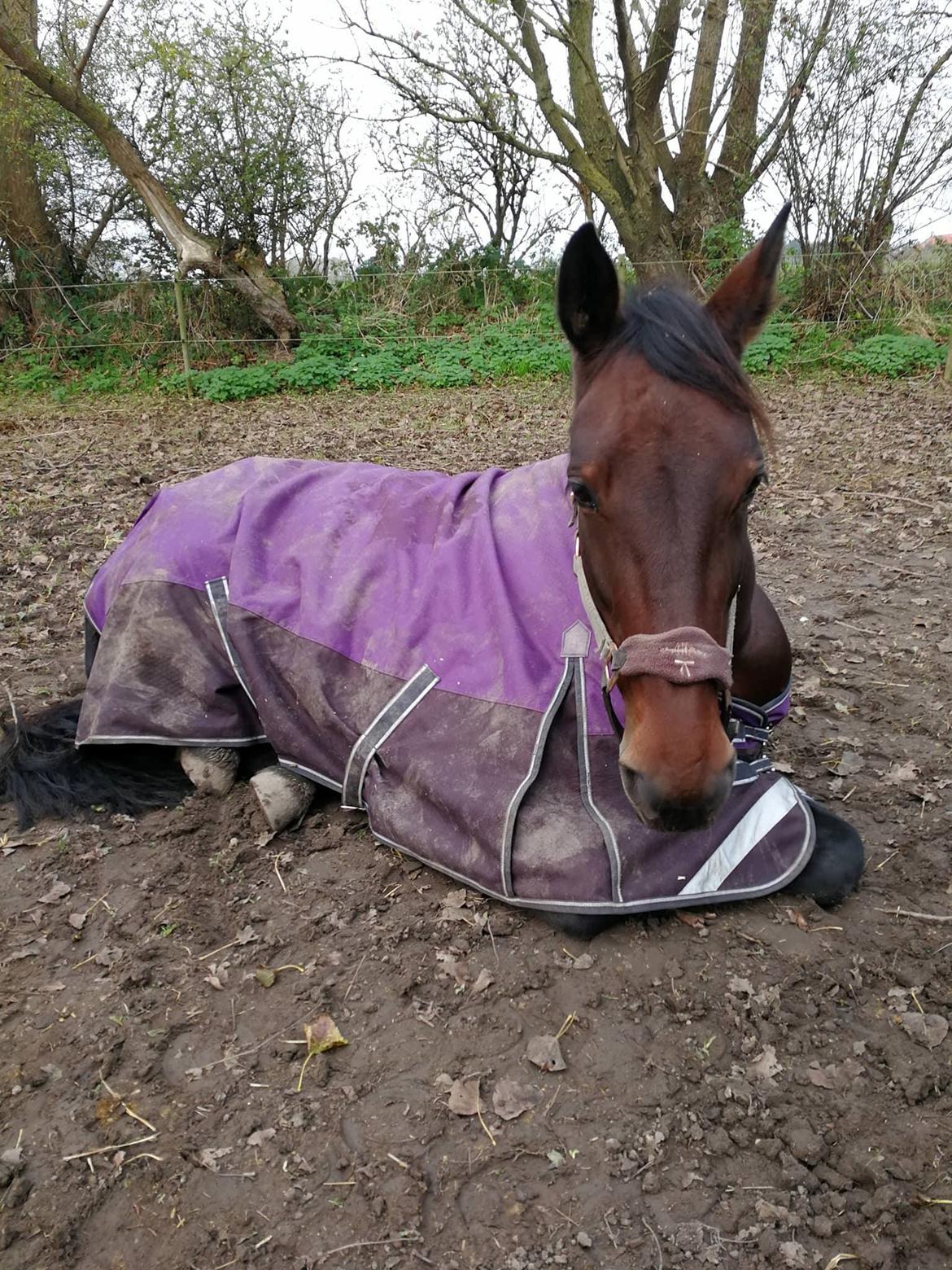 Anden særlig race Sacha  billede 2