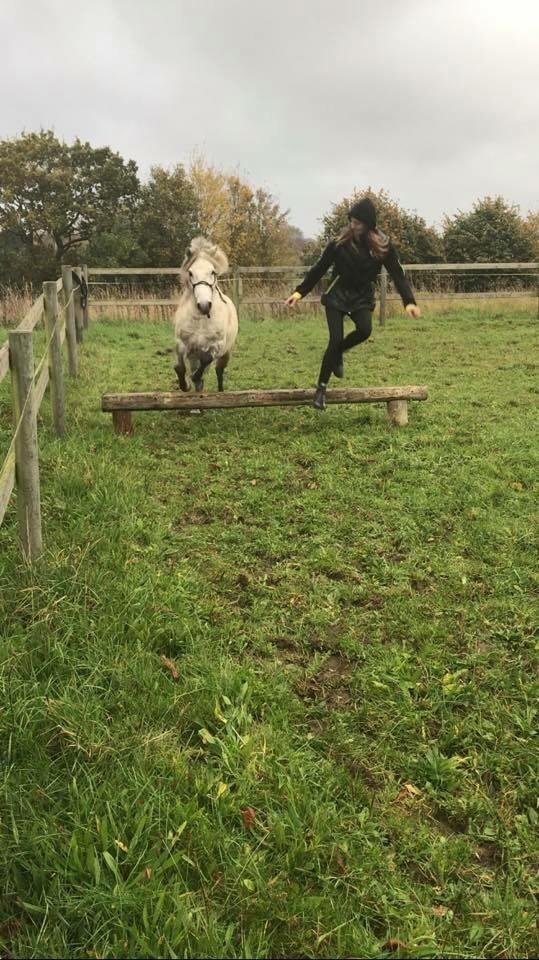 Welsh Mountain (sec A) Team J Nielsen's Felix billede 17