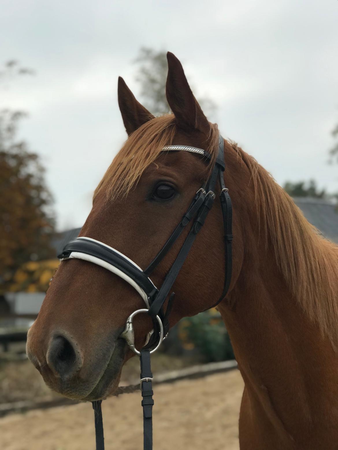 Anden særlig race Max billede 9