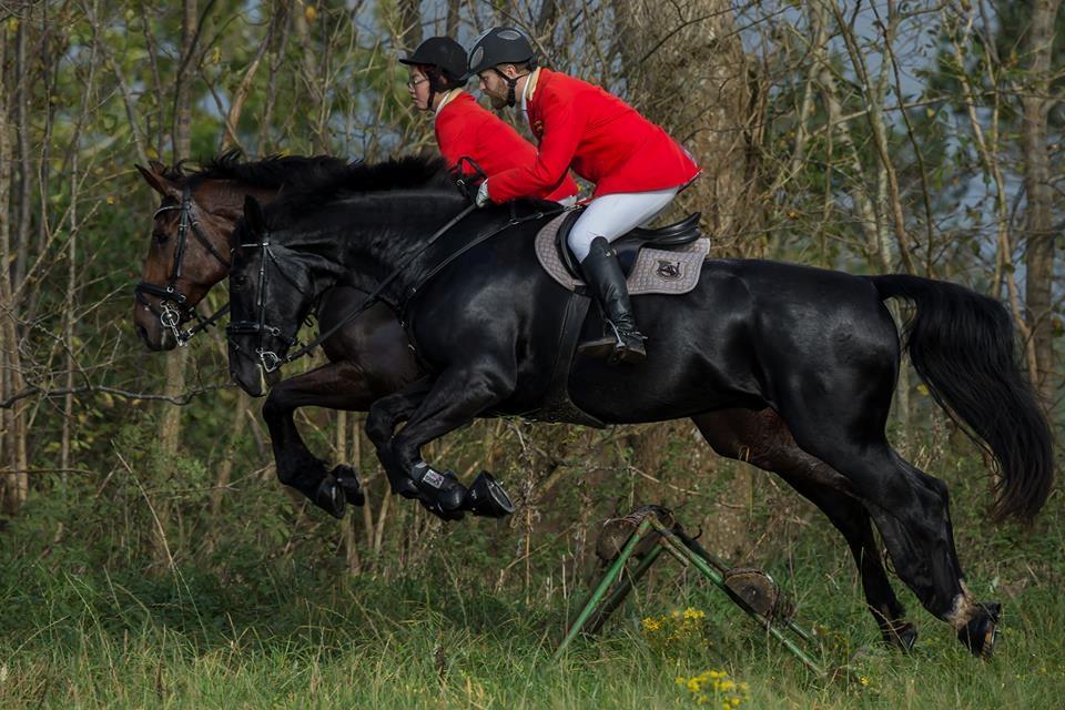 Dansk Varmblod Cheval - Thy JJR 2017 billede 8