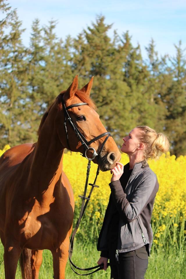 Hollandsk Varmblod Sojak (Jack) billede 24