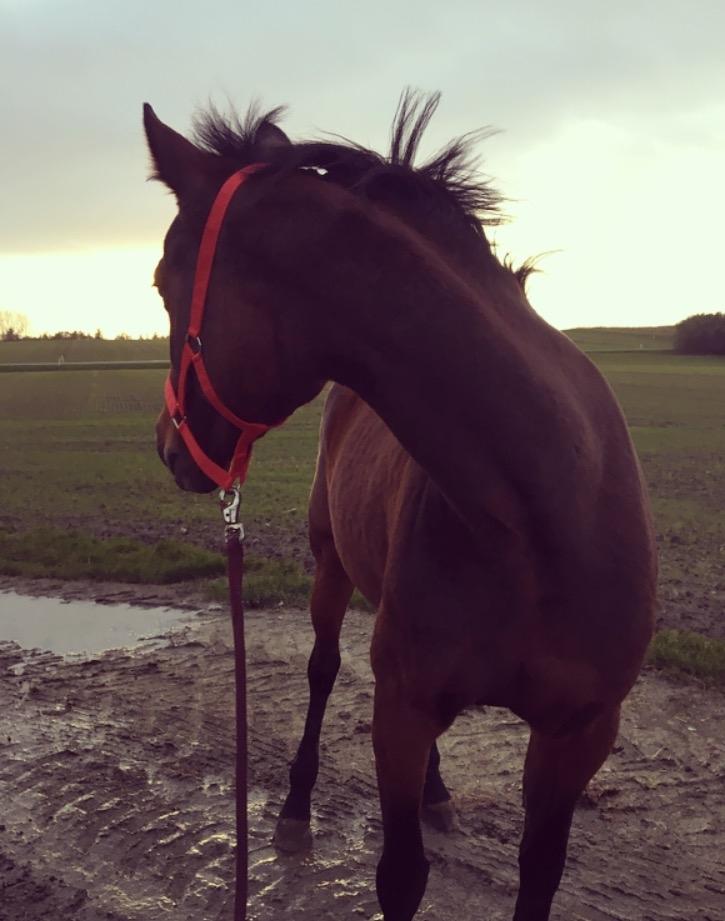 Traver Only Epice billede 17