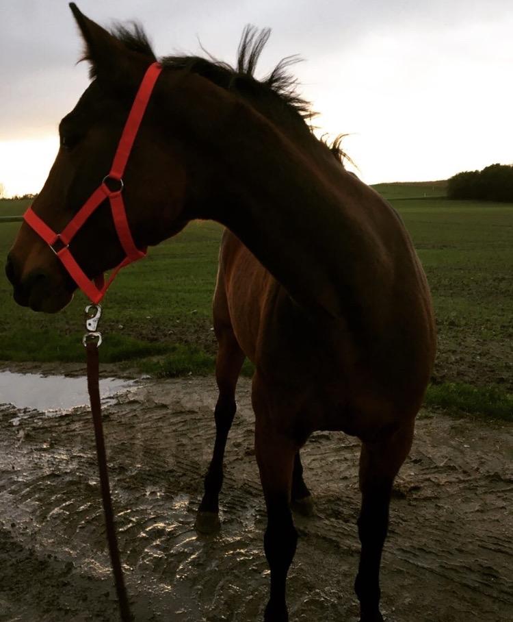 Traver Only Epice billede 14