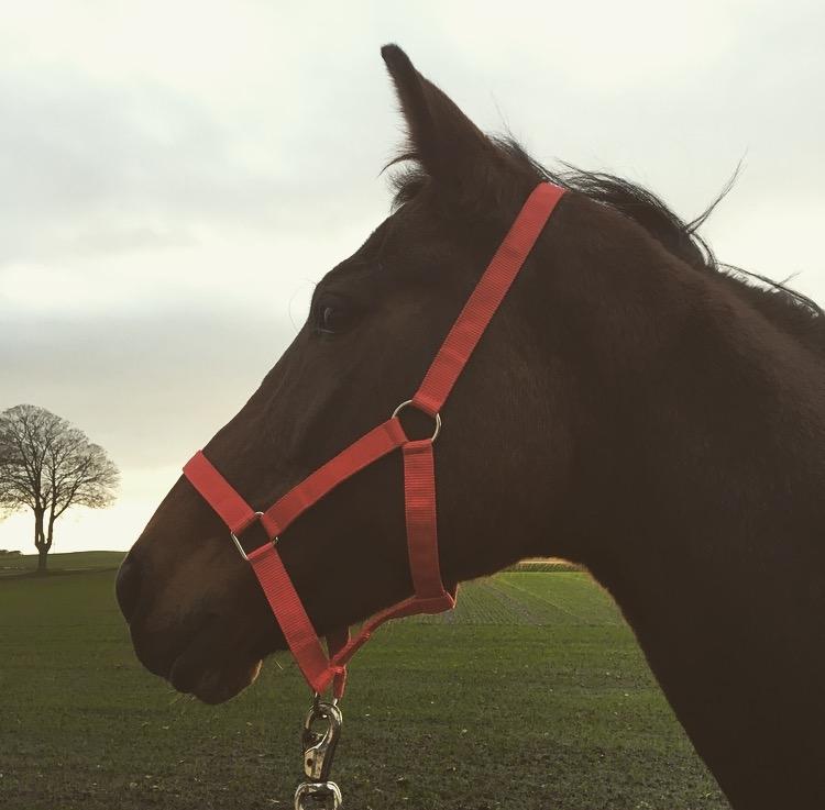 Traver Only Epice billede 19