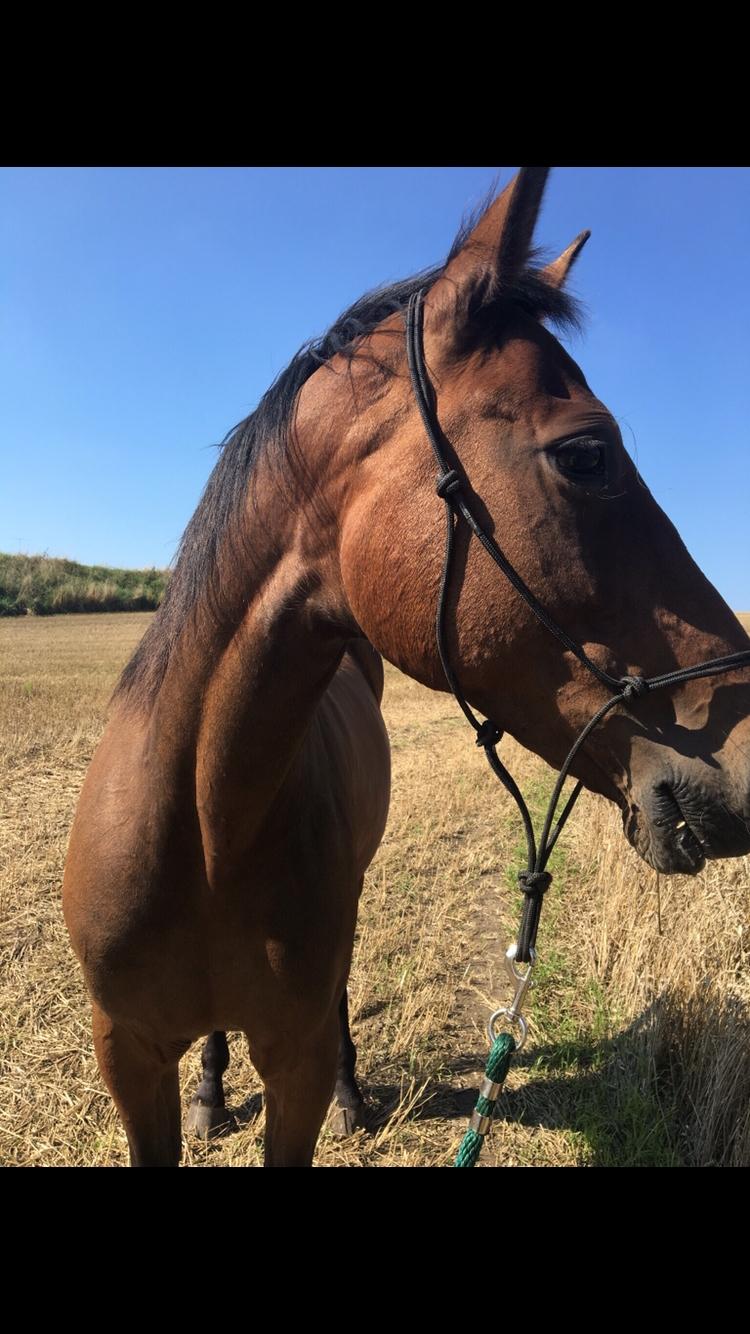 Traver Only Epice billede 20