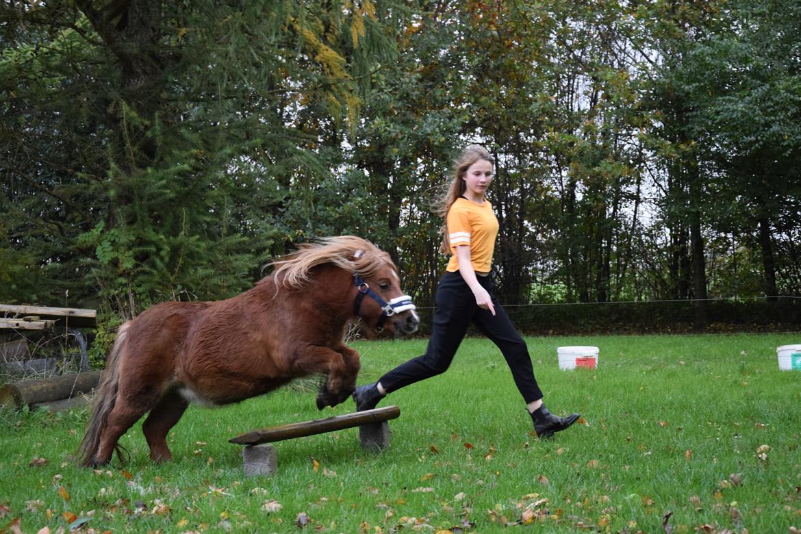 Shetlænder Krabbes kasandra billede 19