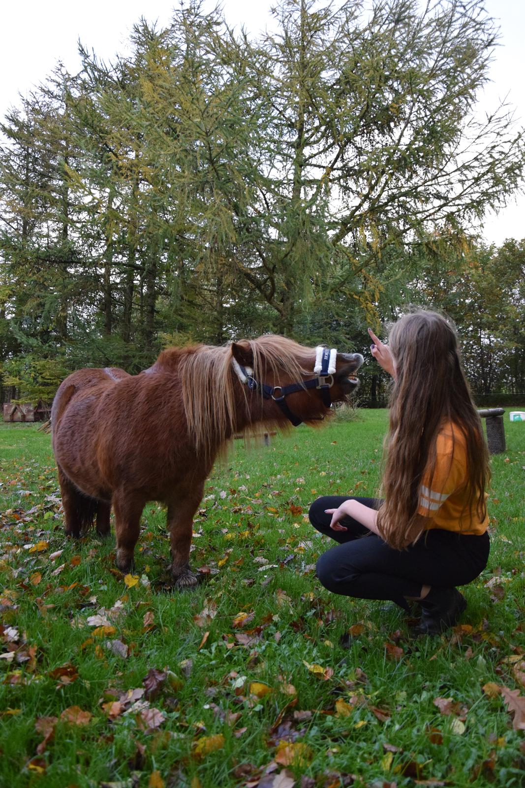 Shetlænder Krabbes kasandra billede 16