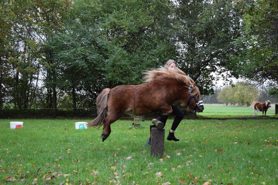 Shetlænder Krabbes kasandra billede 11