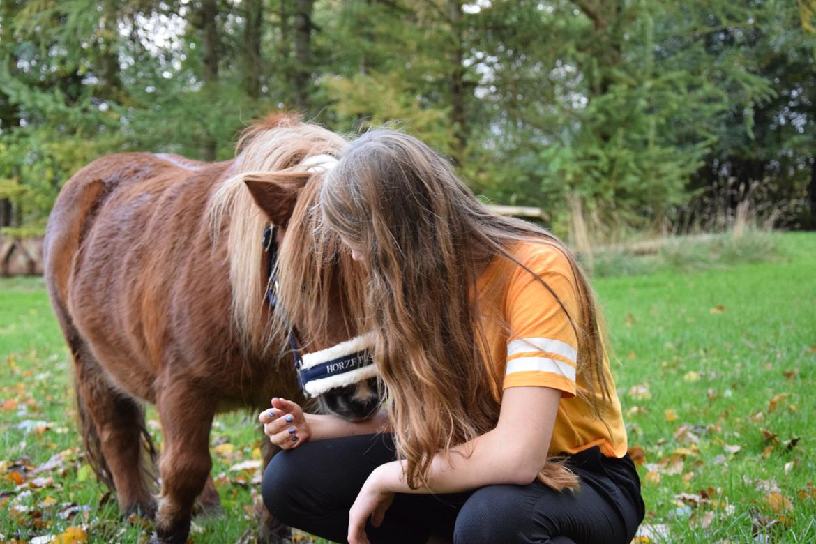 Shetlænder Krabbes kasandra billede 5