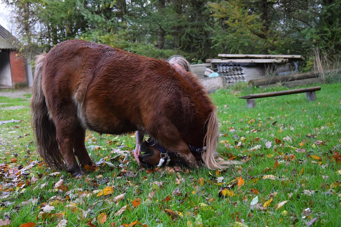 Shetlænder Krabbes kasandra billede 17