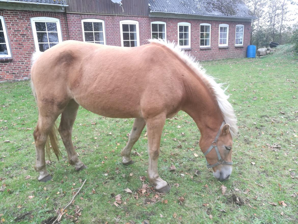 Tyroler Haflinger Monnick af mosegaarden billede 2
